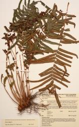 Pteris vittata. Herbarium specimen from Rotorua, WELT P023250, showing short-creeping rhizome and 1-pinnate fronds.
 Image: B. Hatton © Te Papa CC BY-NC 3.0 NZ